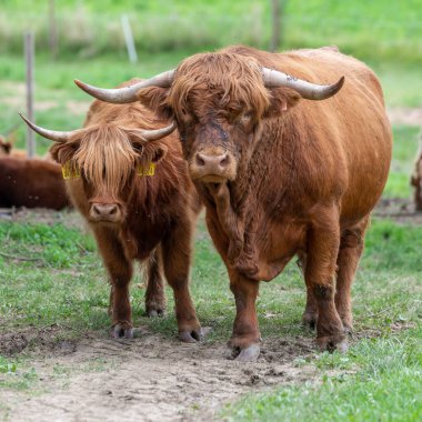 İskoçya kırsal bir sığır türüdür. İskoçya 'nın İskoç Highlands ve Outer Hebrides adalarından gelmektedir ve uzun boynuzları ve uzun tüylü bir paltosu vardır. Çetin bir cins. Ilımsız koşullara dayanmak için yetiştirilmiş. 