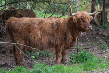 İskoçya kırsal bir sığır türüdür. İskoçya 'nın İskoç Highlands ve Outer Hebrides adalarından gelmektedir ve uzun boynuzları ve uzun tüylü bir paltosu vardır. Çetin bir cins. Ilımsız koşullara dayanmak için yetiştirilmiş. 