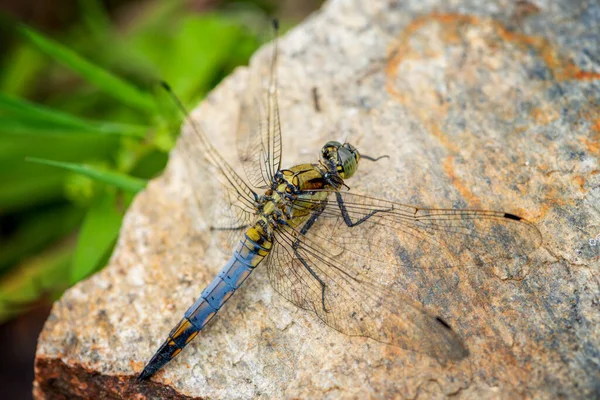 Dragonfly Insect Belonging Order Odonata Infraorder Anisoptera Adult Dragonflies Characterized — Stock Photo, Image