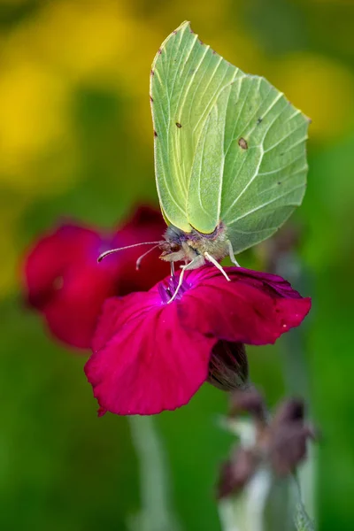 Lepidoptera Order Insects Includes Butterflies Moths 180 000 Species Lepidoptera — Stock Photo, Image