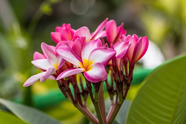 Plumeria Merah Muda Dan Bunga Putih — Stok Foto