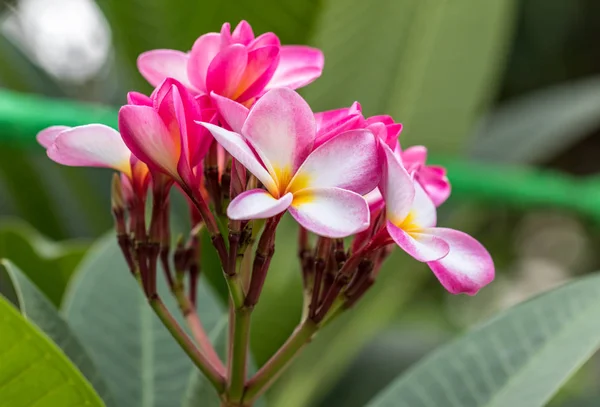 Plumeria Fleurs Roses Blanches — Photo