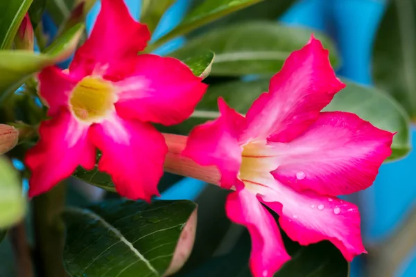 Azalée Rose Fleurit Une Belle Gros Plan — Photo