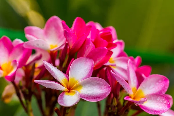 Plumeria Różowe Białe Kwiaty Piękne Bliska — Zdjęcie stockowe