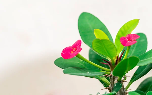 Рожева Красива Квітка Крупним Планом — стокове фото