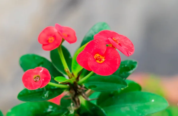 Червона Красива Квітка Крупним Планом — стокове фото