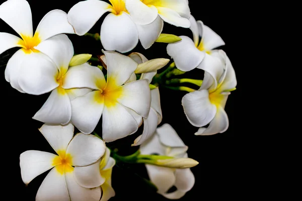 Plumeria Vita Blommor Den Vackra Svart Bakgrund Närbild — Stockfoto