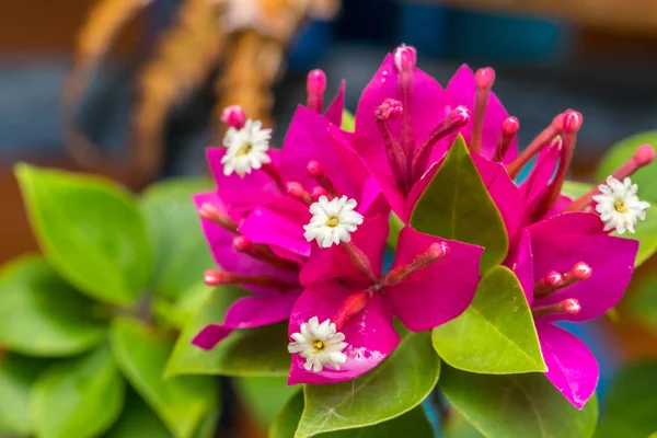 Рожево Біла Красива Квітка Саду Публічно Крупним Планом — стокове фото
