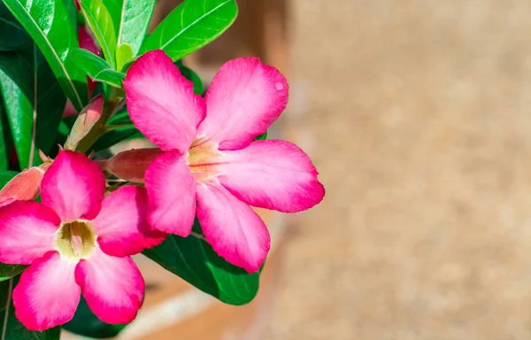 Рожевий Azalea Квіти Красиві Крупним Планом — стокове фото