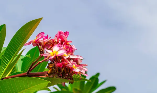 Plumeria Różowe Kwiaty Piękne Bliska — Zdjęcie stockowe