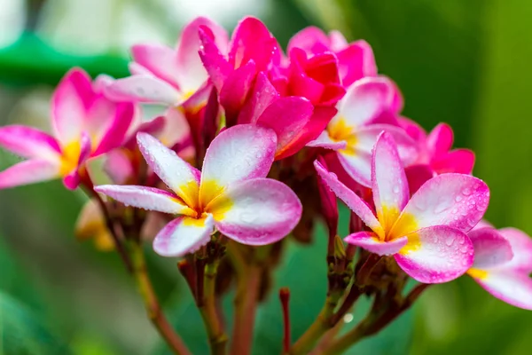 Plumeria Fleurs Roses Blanches Belle Gros Plan — Photo