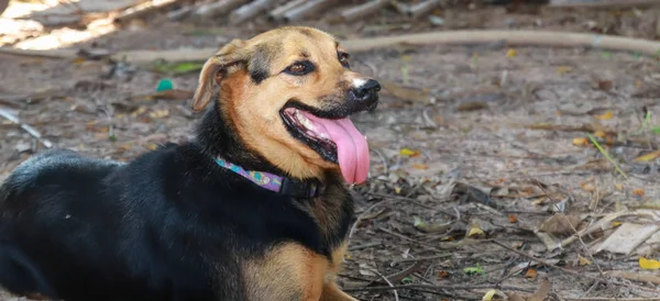 Thai Dog Tongue Out Hot Day — Stock Photo, Image