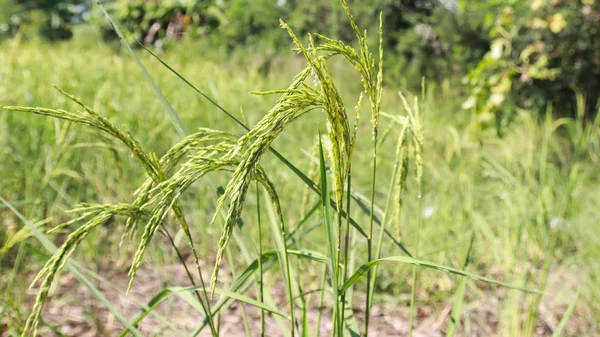 Nahaufnahme Von Reisfeldern Thailand — Stockfoto