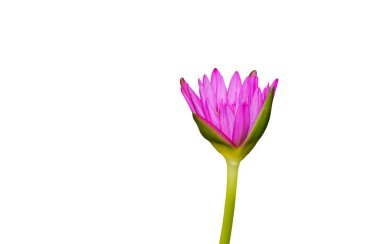  Mor lotus güzel, beyaz arka plan üzerinde çiçekleri