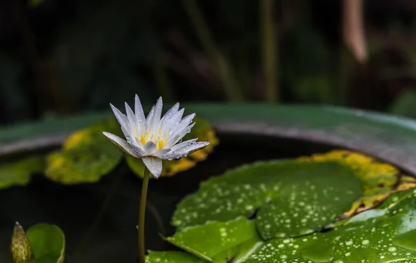 Lotus Çiçekleri Güzel Beyaz — Stok fotoğraf