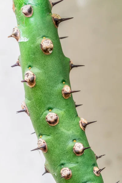 Dorn Stamm Des Grünen Baumes — Stockfoto