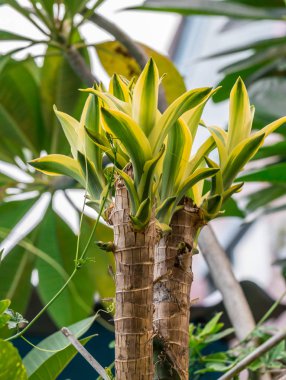 Zirve yeşil yaprakları. arka plan