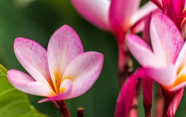 Plumeria Rosa Blommor Vackra Närbild — Stockfoto