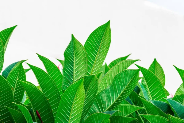 Přírodní Rostliny Zelené Zeleně Pozadí — Stock fotografie
