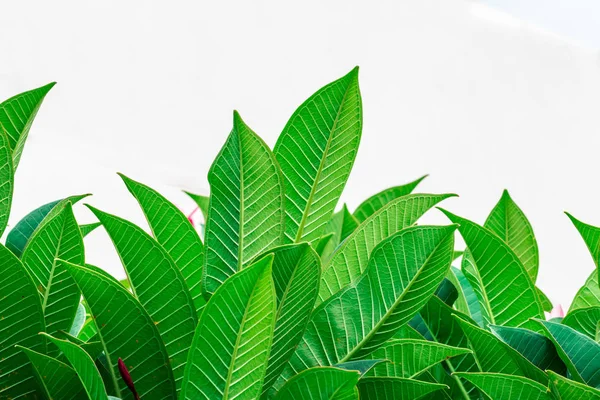 Natural Plantas Folhosas Verdes Fundo — Fotografia de Stock