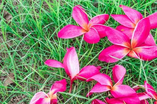Plumeria Różowe Kwiaty Piękne Zielonej Trawie Zbliżenie — Zdjęcie stockowe