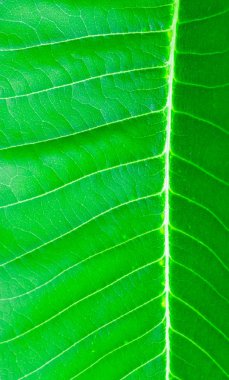 Yaprak arka plan yeşil doku. Yakın çekim 