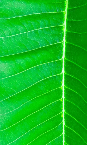 Textura Verde Del Fondo Hoja Cerca —  Fotos de Stock