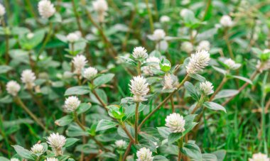 Beyaz çiçekler, arka plan için. 