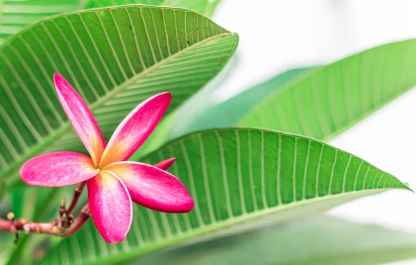 Plumeria Roze Bloemen Close — Stockfoto