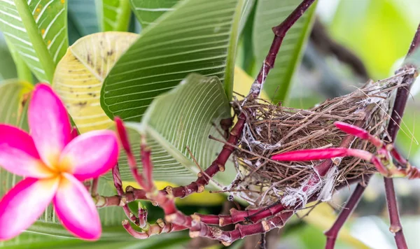 Ptak Gniazdo Drzewie Naturalnie Kwiat Piękny — Zdjęcie stockowe
