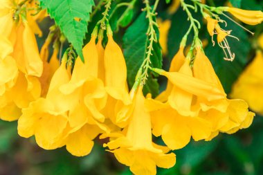 Güzel sarı çiçek. yakın çekim