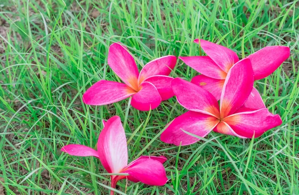 Plumeria Różowe Kwiaty Zielonej Trawie Zbliżenie — Zdjęcie stockowe