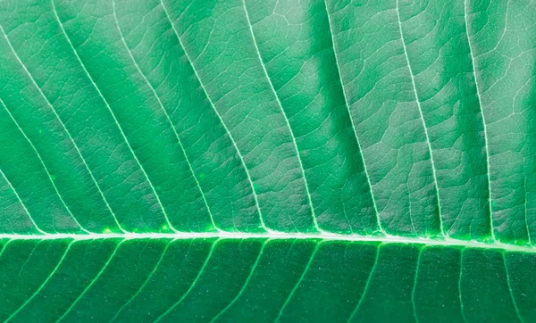 Texture Verde Dello Sfondo Foglia Vicino — Foto Stock