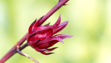 Bahçedeki ağaçtaki Roselle meyvesi. Fotoğrafı kapat