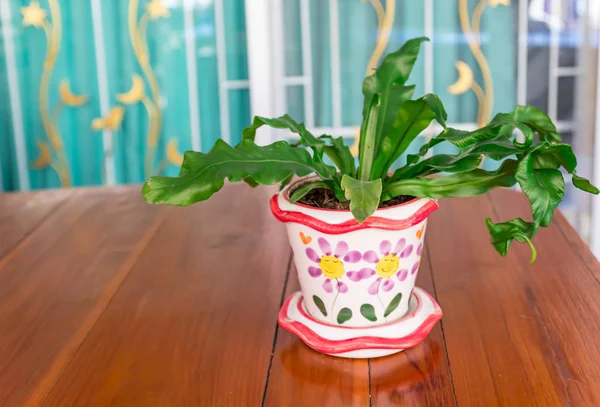 Plantas Maceta Cerámica Hermosa Una Mesa Madera — Foto de Stock