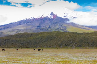 Cotopaxi Ekvador volkanın parkta vahşi atlar