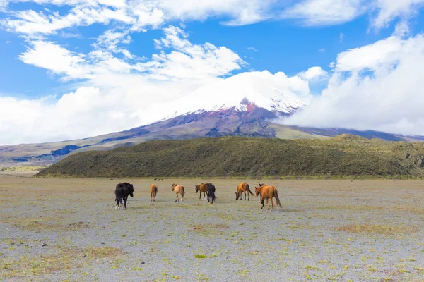 yanardağ Cotopax Ekvator Milli parkta vahşi atlar