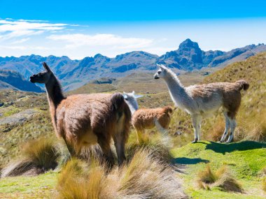 Llamas Cajas park Cuenca Ekvador