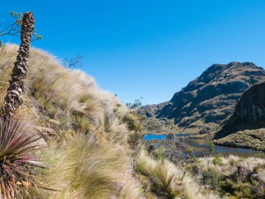 Cajas park Cuenca Ekvador tipik bitki örtüsü