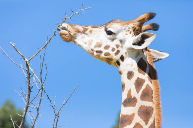 Kia Afrika yerken Rothschild s zürafa