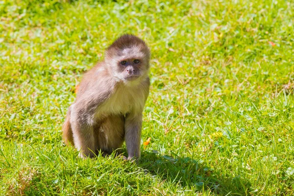 Small Monkey Looking Camera Ecuador — Stock Photo, Image
