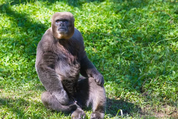 Vlněný Monkey Portrét Ekvádor — Stock fotografie