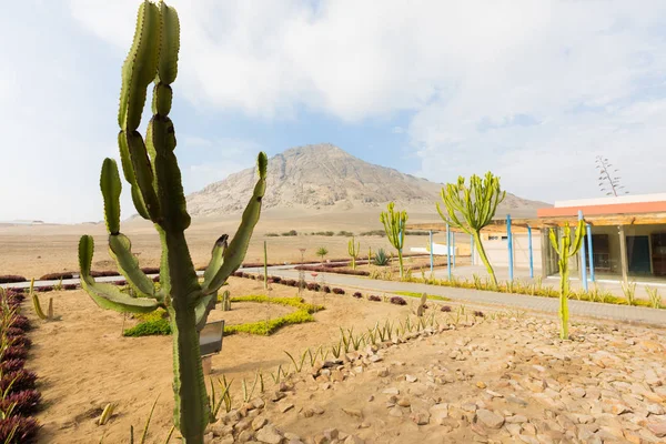 Kaktüs Moche Bahçe Trujillo Peru — Stok fotoğraf