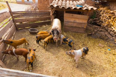 Cuzco Peru 11 Eylül 2018 kırsal alanlarda sakinleri Cuzco şehir banliyölerinde yükseltmek domuzlar.