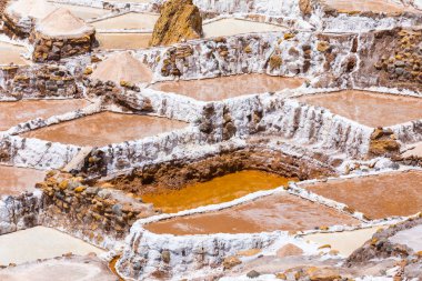 Moray Peru toplama havzaları Africanâ yakın çekim