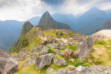 Machu Picchu Peru Machu Picchu kutsal kayıp şehir üst kısmında bir Lama öğleden sonra 12 Eylül 2018 grazes. Bu alanda fauna ve flora korunmuş olur.