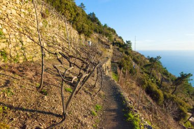 Kış teraslı üzüm bağları Ligurian kıyısında İtalya