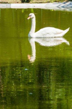 Beyaz Kuğu gölet portre İtalya