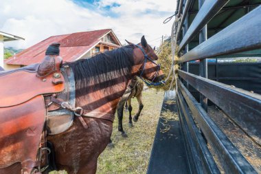 atları bir gezi Boquete Panama sonra yemek