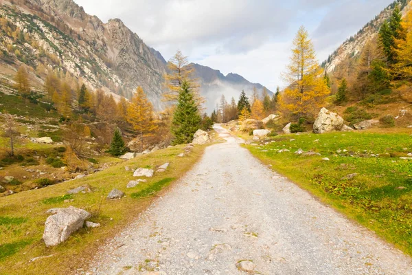 Camino Bosque Fondo Del Valle Italia —  Fotos de Stock